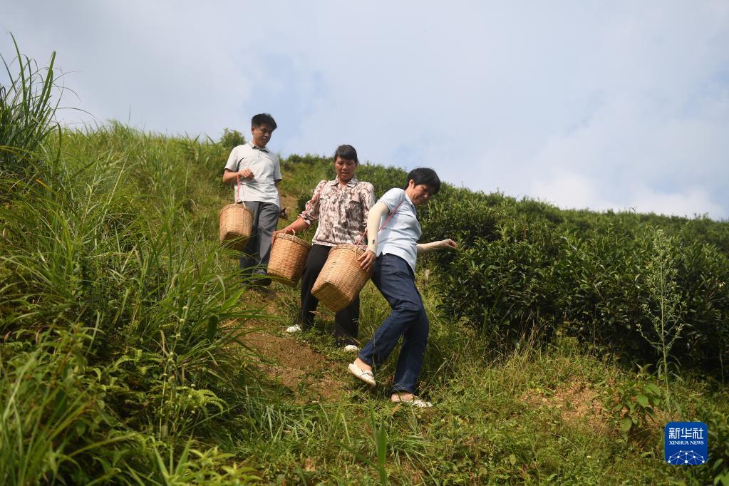 在廣西蒼梧縣六堡鎮山坪村，祝雪蘭（前）和村民采茶后走下茶山（2022年9月22日攝）。新華社記者 陸波岸 攝